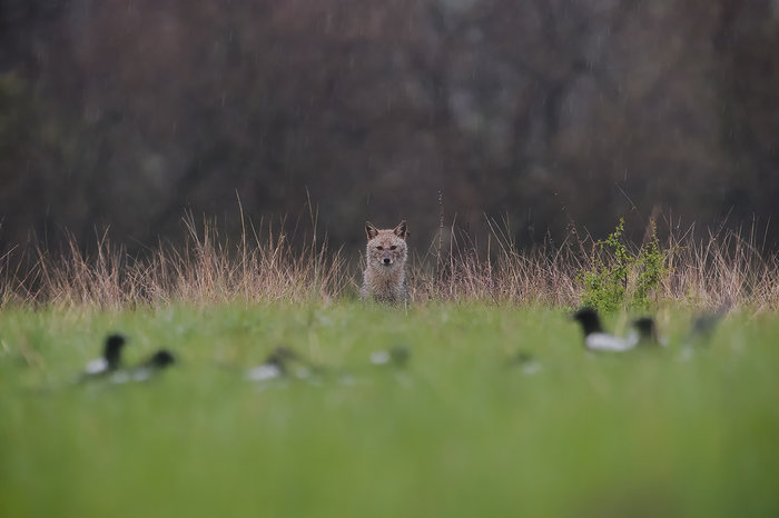 Golden Jackal & European ground squirrel photography -NEW-